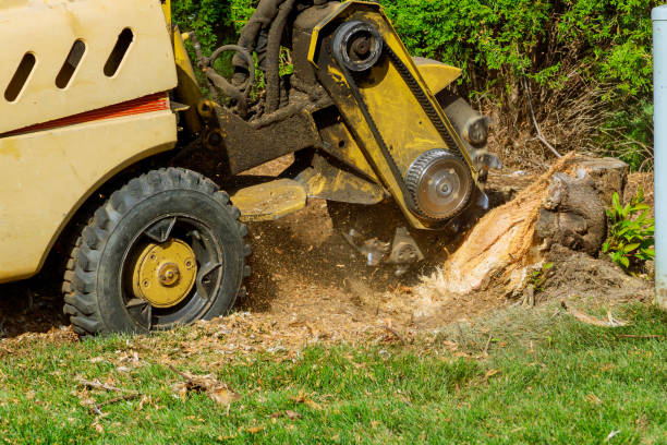 Best Tree Root Removal  in Homosassa Springs, FL